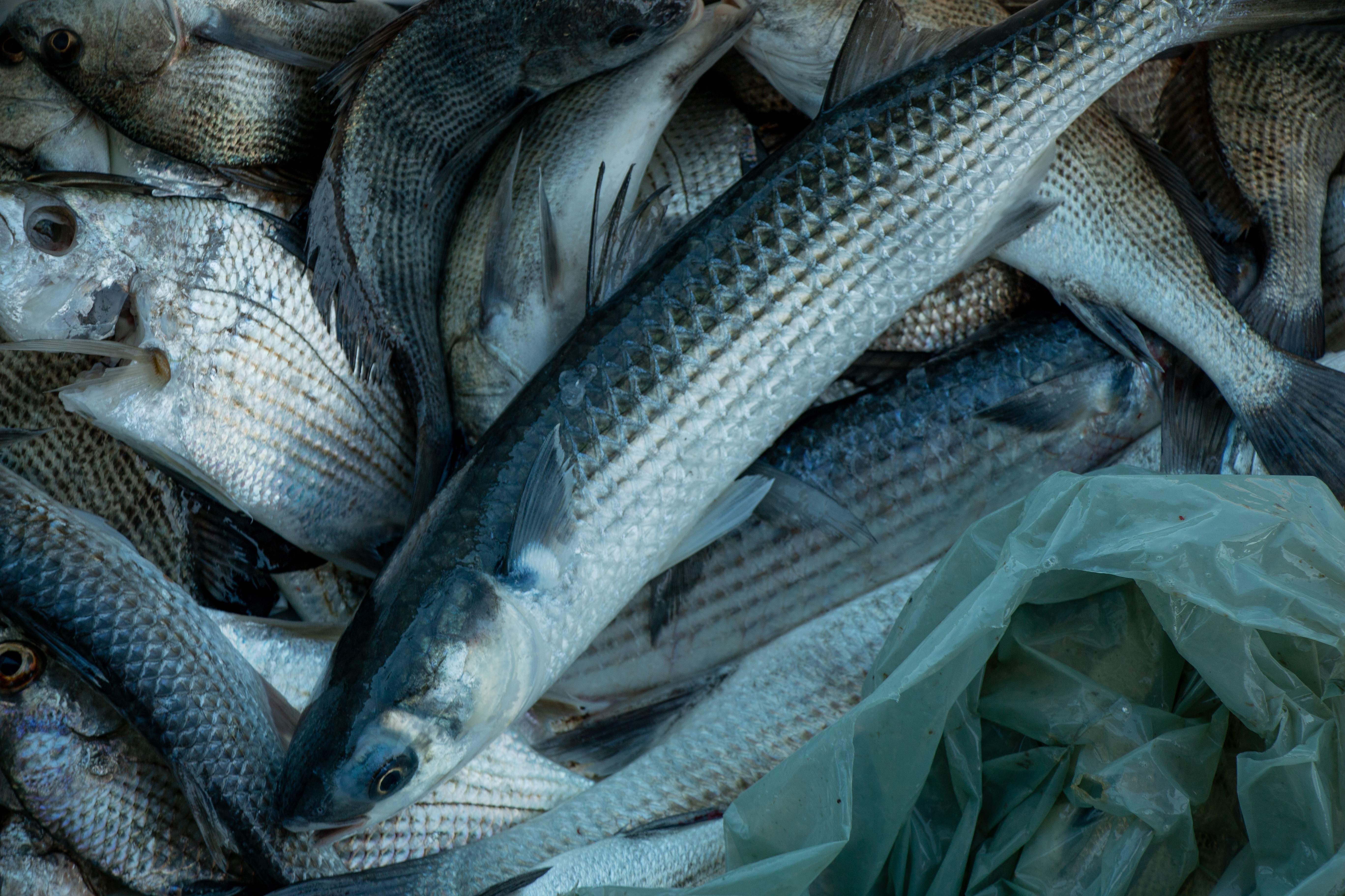 Peixes têm impressão digital; que revela de onde vieram, mostra estudo; entenda